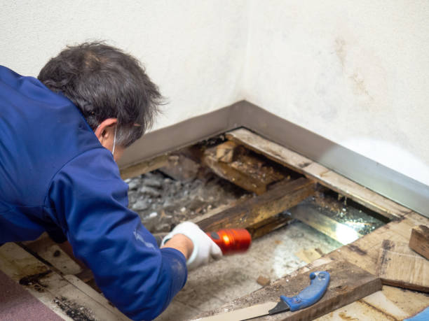 Best Mold Removal Near Me  in Plainsboro Center, NJ