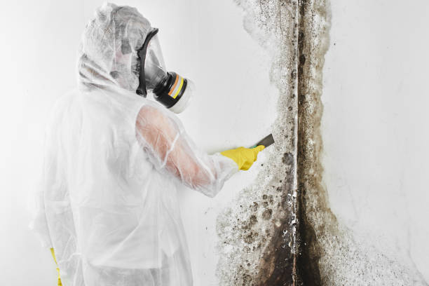 Best Mold Removal and Inspection  in Plainsboro Center, NJ