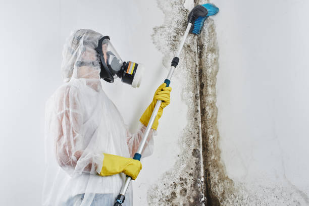 Best Mold Removal Near Me  in Plainsboro Center, NJ