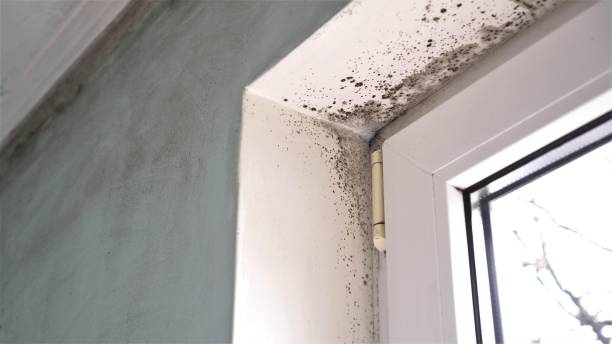 Best Home Mold Removal  in Plainsboro Center, NJ