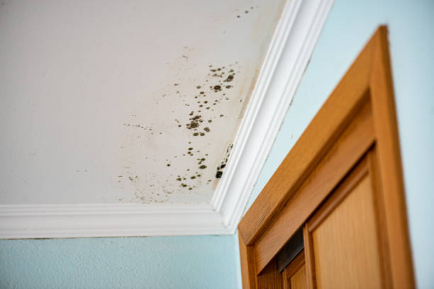 Best Same-Day Mold Removal  in Plainsboro Center, NJ