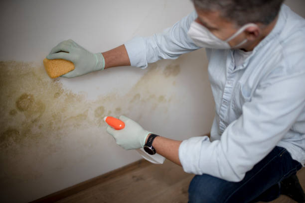 Best Local Mold Removal Service  in Plainsboro Center, NJ