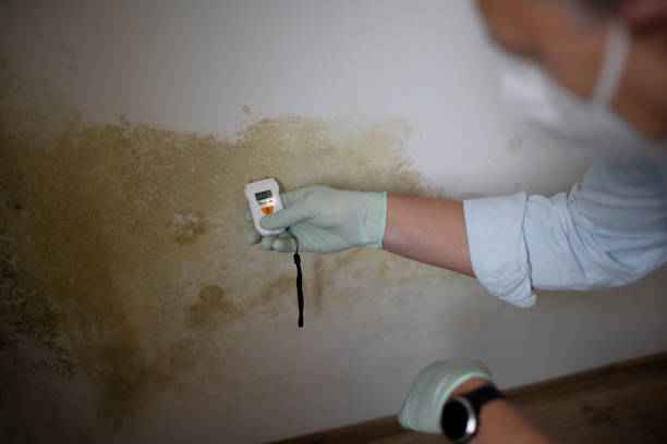 Certified Mold Removal in Plainsboro Center, NJ