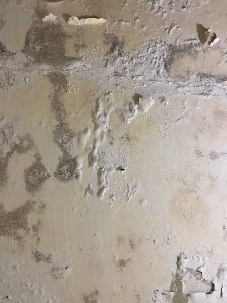 Best Mold Damage Repair  in Plainsboro Center, NJ