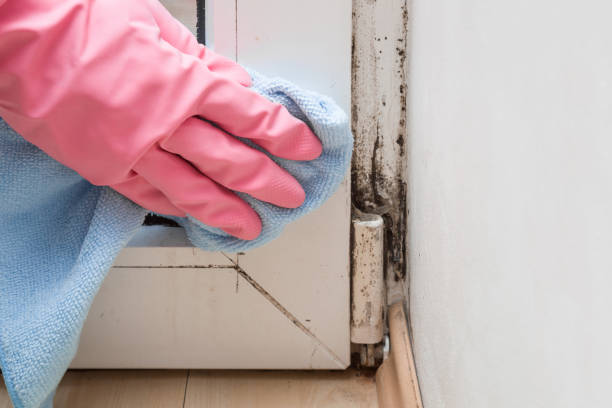 Best Commercial Mold Removal  in Plainsboro Center, NJ