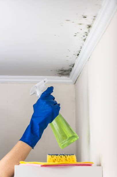 Best Toxic Mold Removal  in Plainsboro Center, NJ