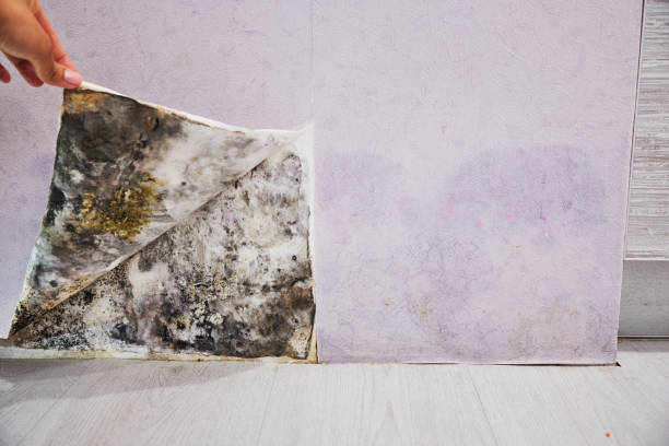 Best Same-Day Mold Removal  in Plainsboro Center, NJ
